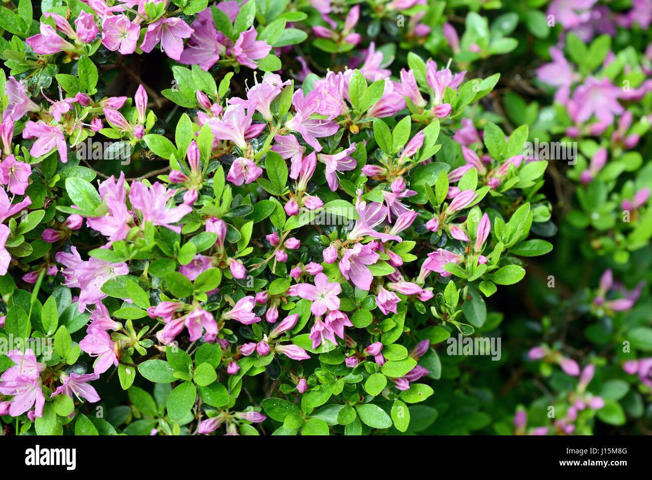 Azalea blossom fotografías e imágenes de alta resolución - Alamy