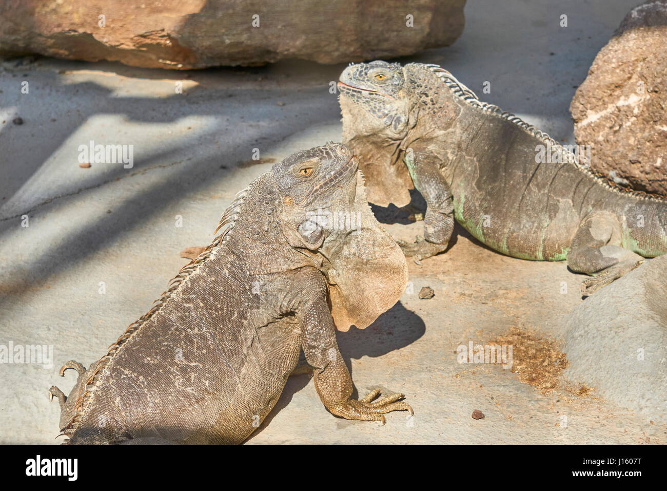 Iguana delicatissima, Gran Canaria, España Foto de stock