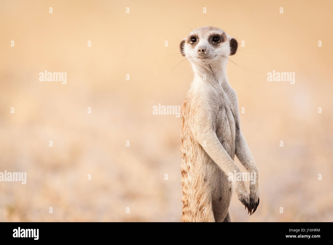 Muy curioso suricata o en el desierto de Kalahari en el mirador Foto de stock