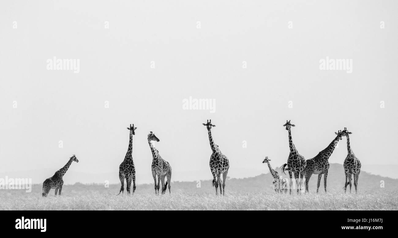 Grupo de jirafas en la sabana. Kenya. Tanzanía. África oriental. Foto de stock