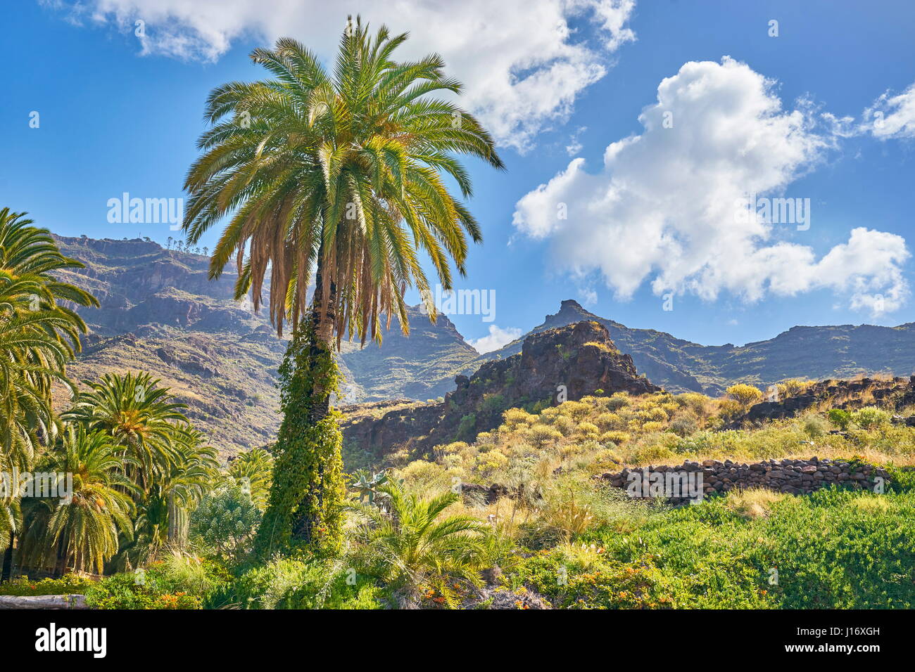 Paisaje canario con palmeras, Gran Canaria, España Fotografía de stock -  Alamy