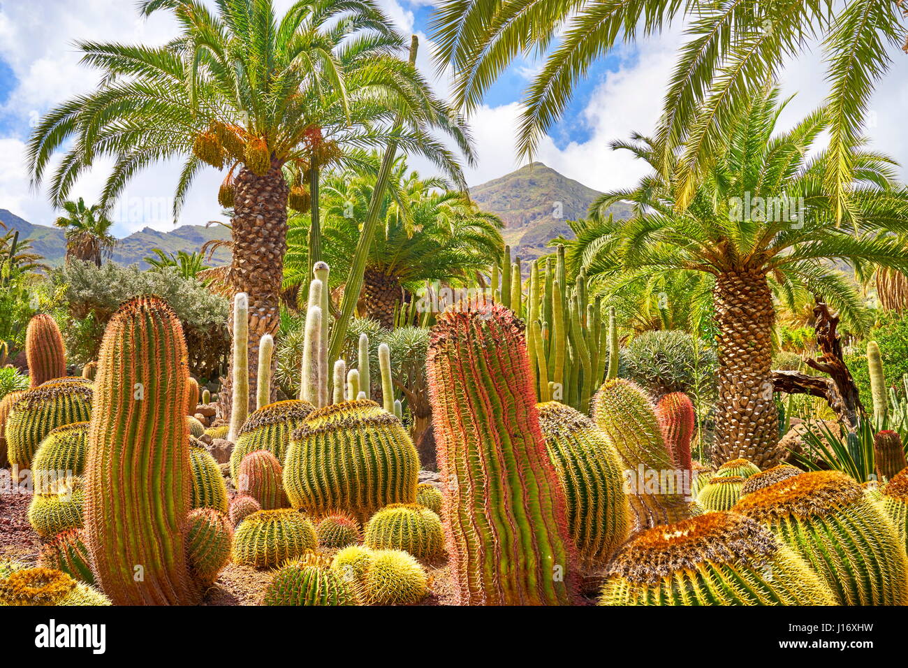 cigarrillo solapa Profesor de escuela Jardín de cactus gran canaria fotografías e imágenes de alta resolución -  Alamy