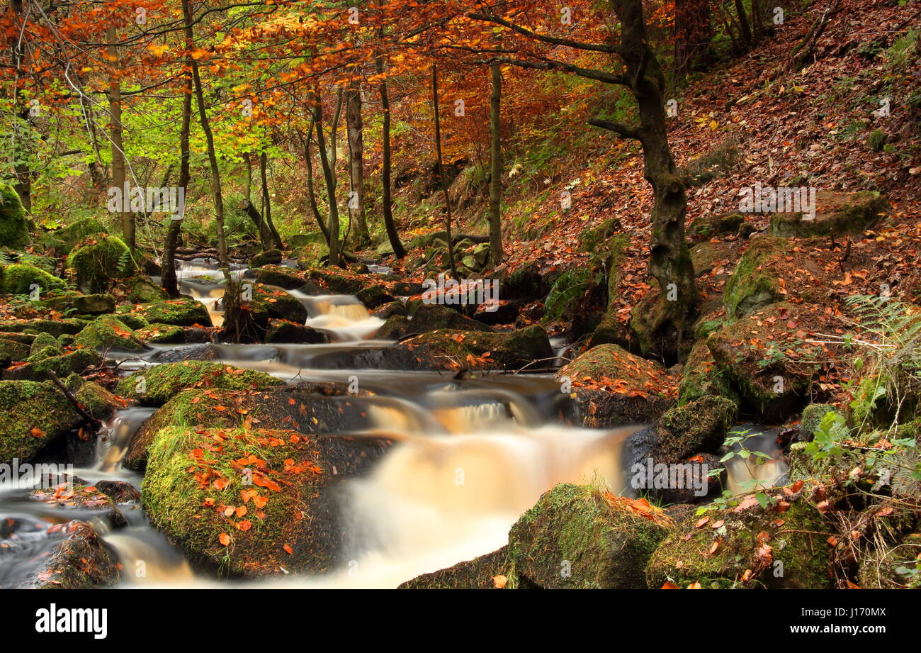 Impresionante el follaje de otoño en bosques en el Scénic Wyming Brook reserva natural en la ciudad de Sheffield Peak District, Inglaterra Foto de stock