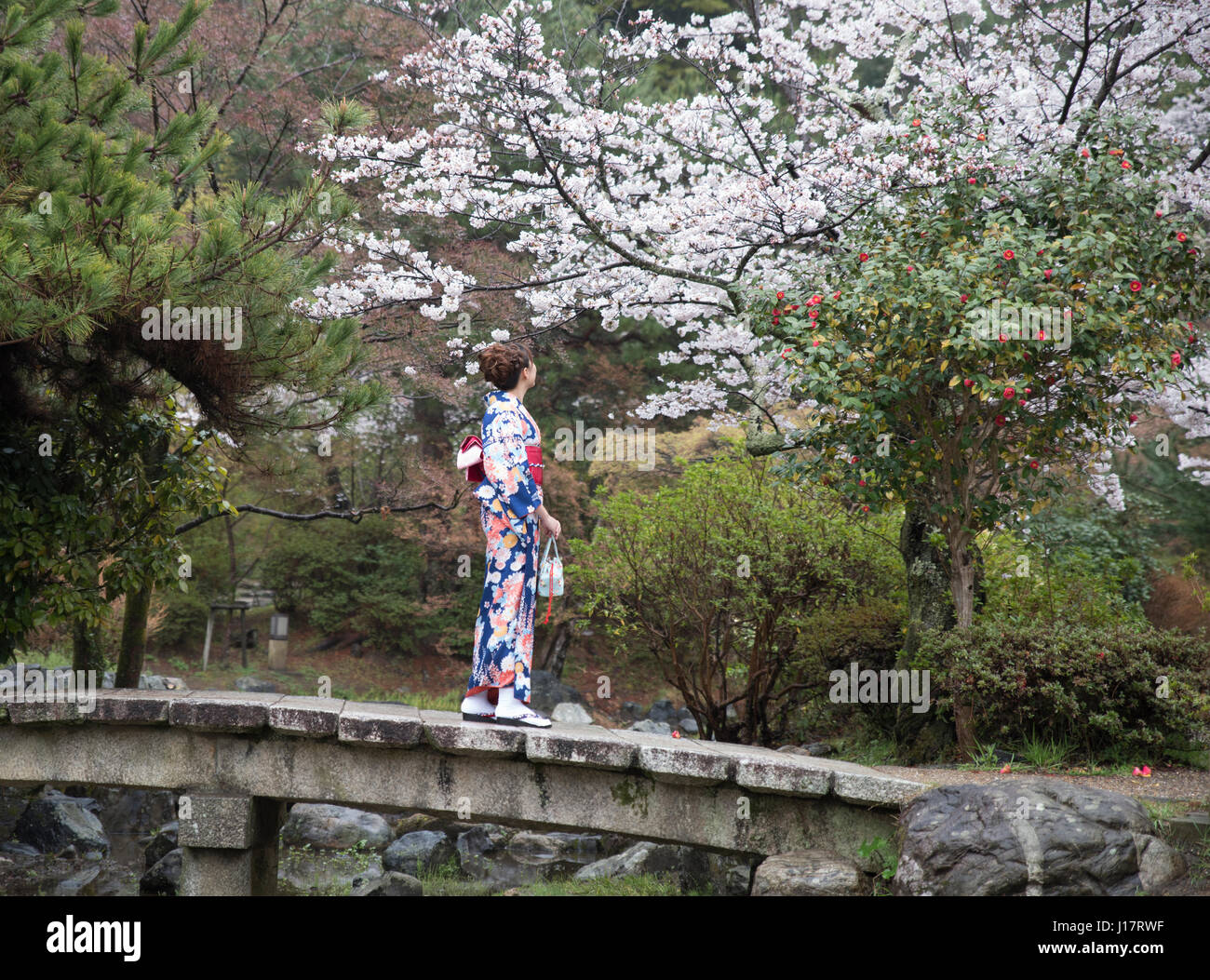 Mujer en kimono que mira a los cerezos en flor en los jardines de Maruyama-koen, Higashiyama, Kyoto, Japón Foto de stock