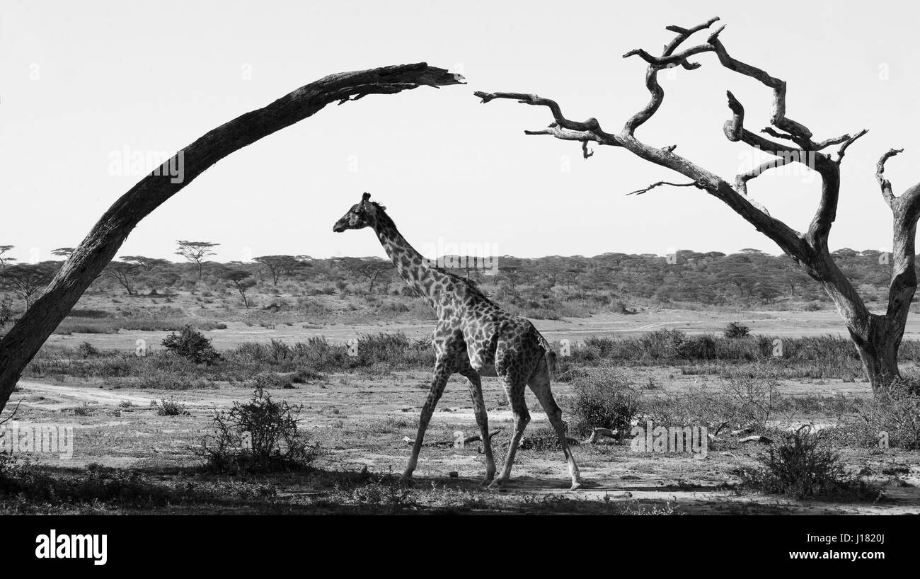 Jirafa al atardecer en la sabana. Kenya. Tanzanía. África oriental. Foto de stock