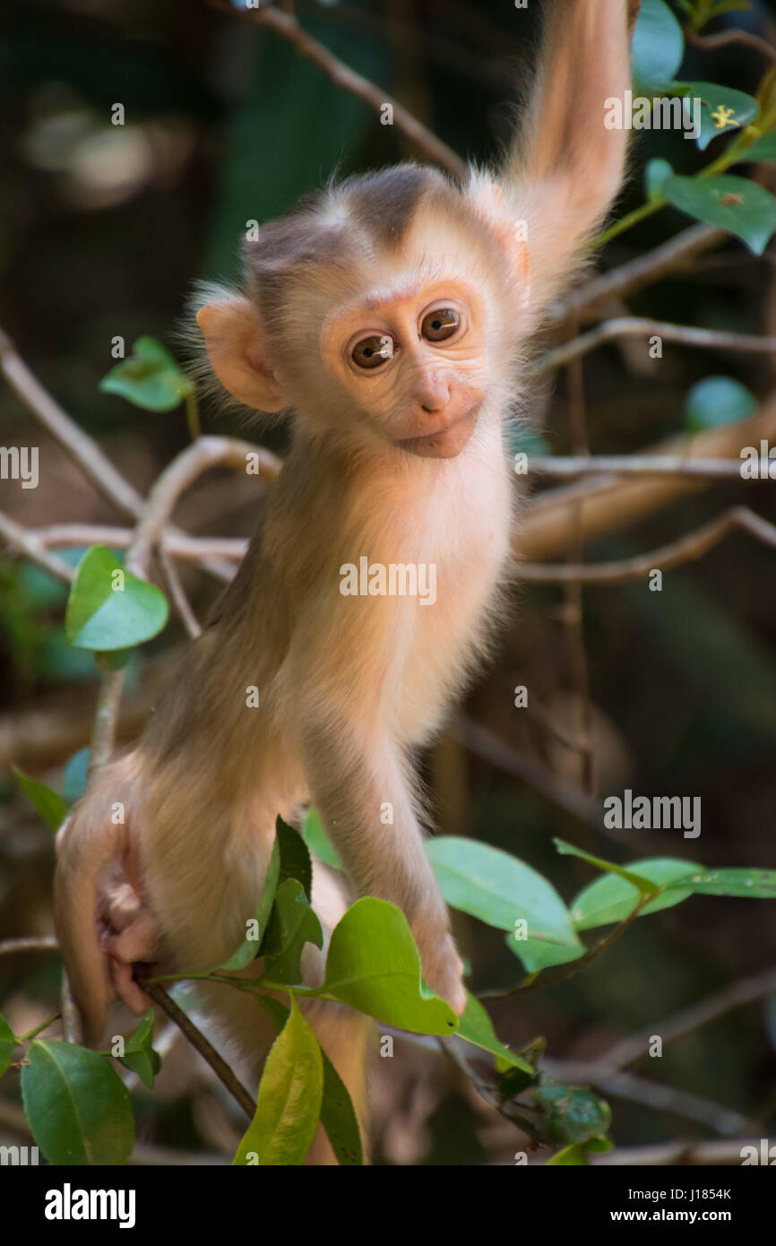 Un mono bebé salvaje escalada en un árbol en Tailandia Foto de stock