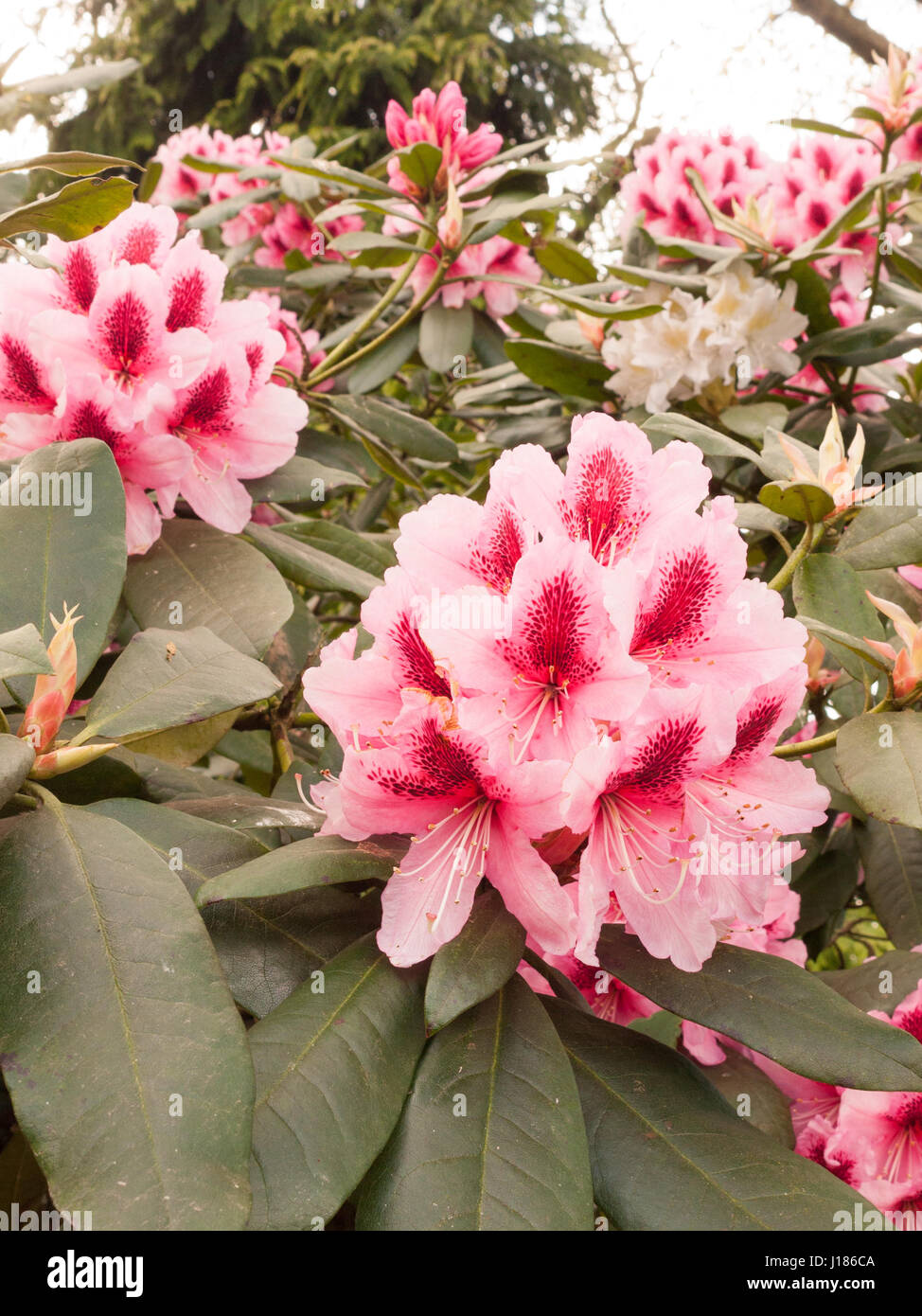 Un hermoso cerca de Rosa Azalea en la primavera en el árbol Fotografía de  stock - Alamy