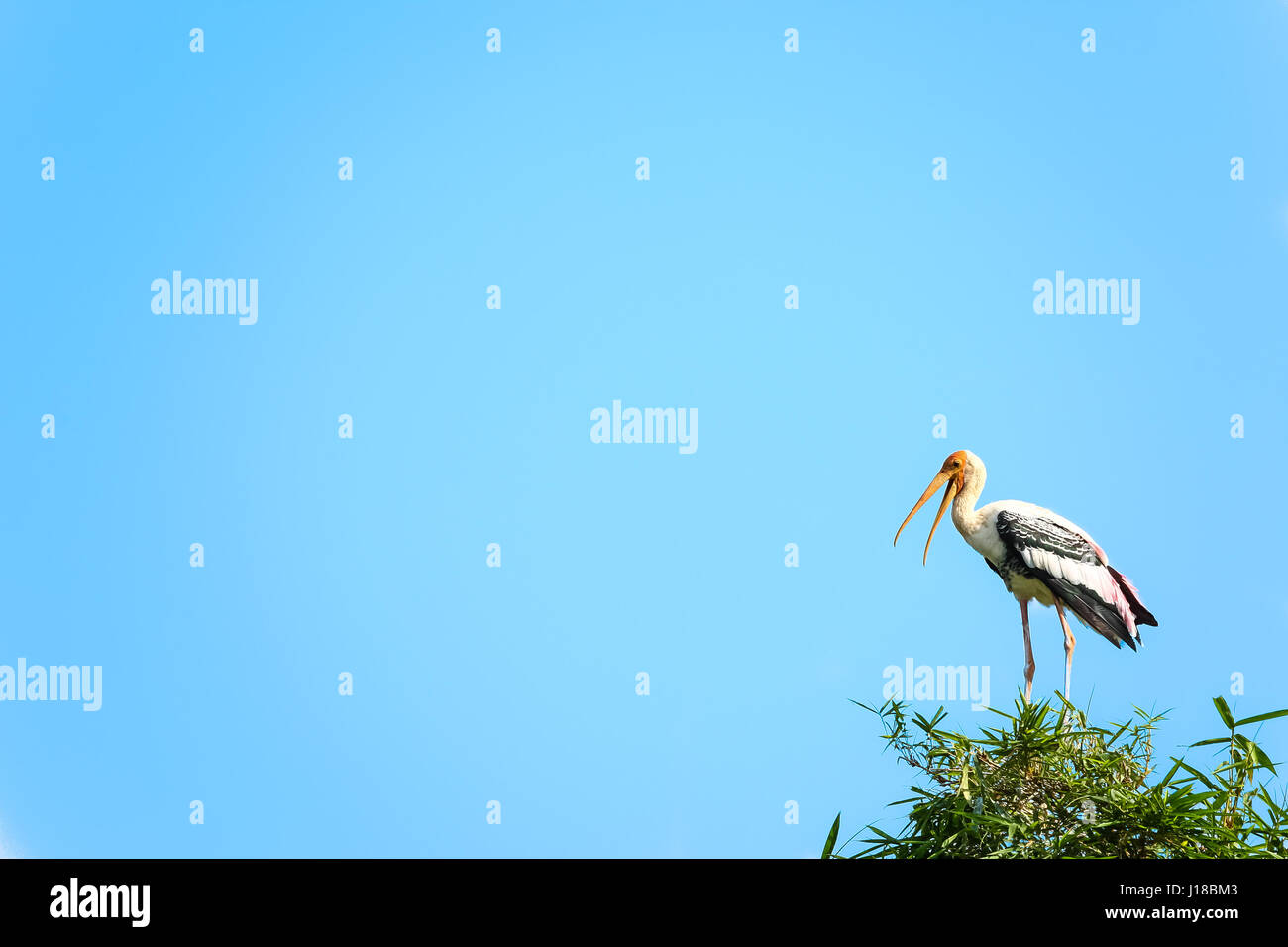 Una cigüeña pintada donde se posan en su nido en las copas de los