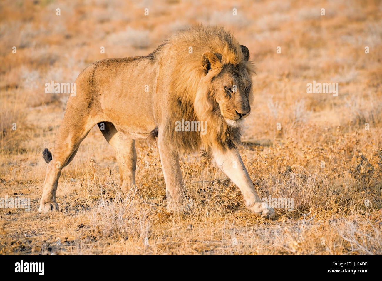 León Africano, Panthera leo, el Parque Nacional de Etosha, Namibia, Africa, por Monika Hrdinova/Dembinsky Foto Assoc Foto de stock