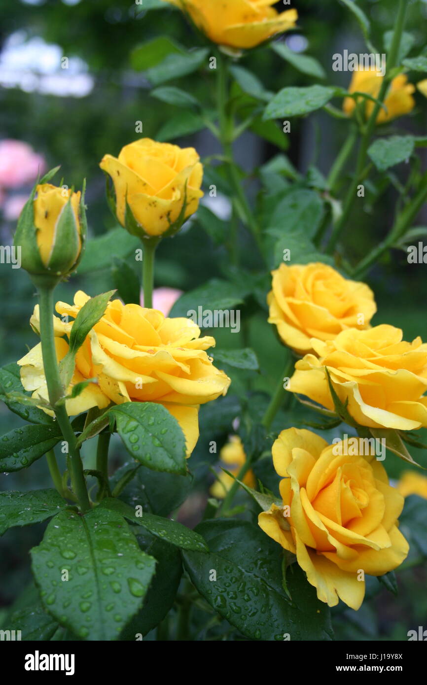 Un ramo de rosas amarillas en el jardín Fotografía de stock - Alamy