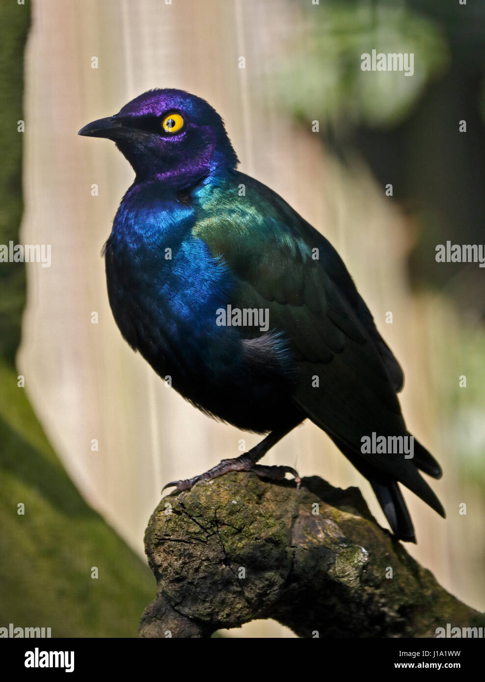 Púrpura brillante Starling (lamprotornis purpureus) Foto de stock