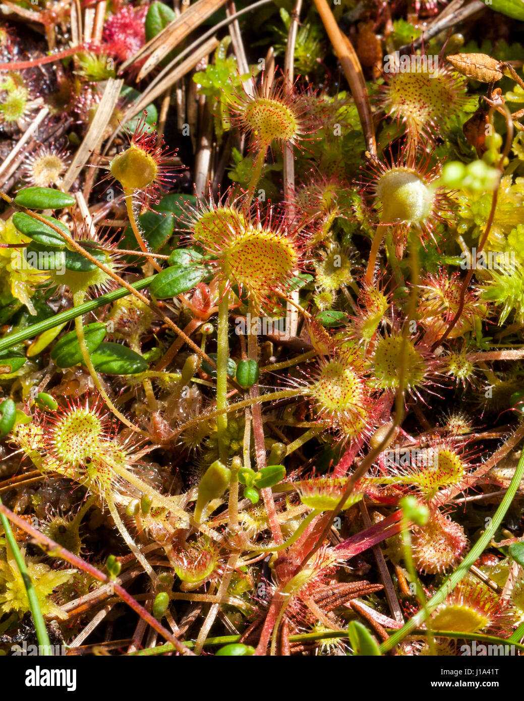 Round-dejados sundew (Drowera rotundifolia) Foto de stock
