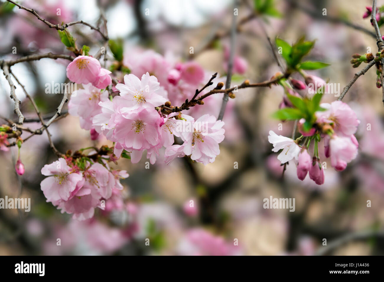 Hermosa flor de cerezo japonés - Sakura. Flores en un día de la primavera  en un fondo suave Fotografía de stock - Alamy