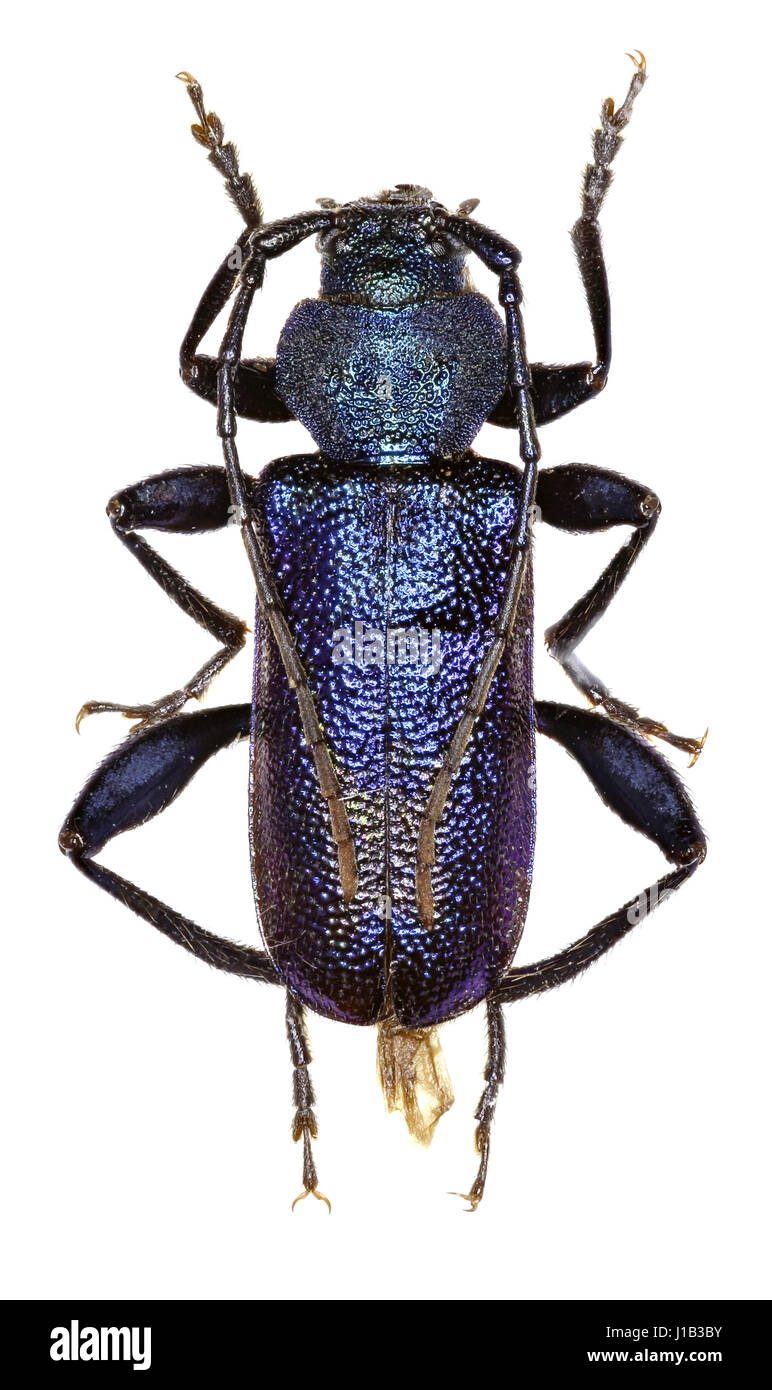 Violeta Longhorn escarabajo sobre fondo blanco - Callidium violaceum