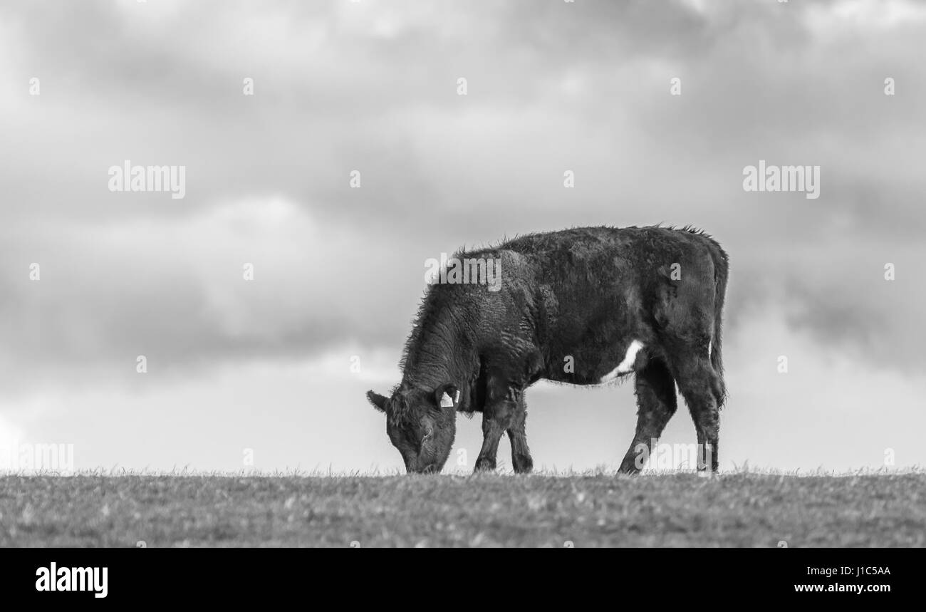 Imagen en blanco y negro de la vista lateral de una sola vaca comiendo hierba en un campo. Foto de stock