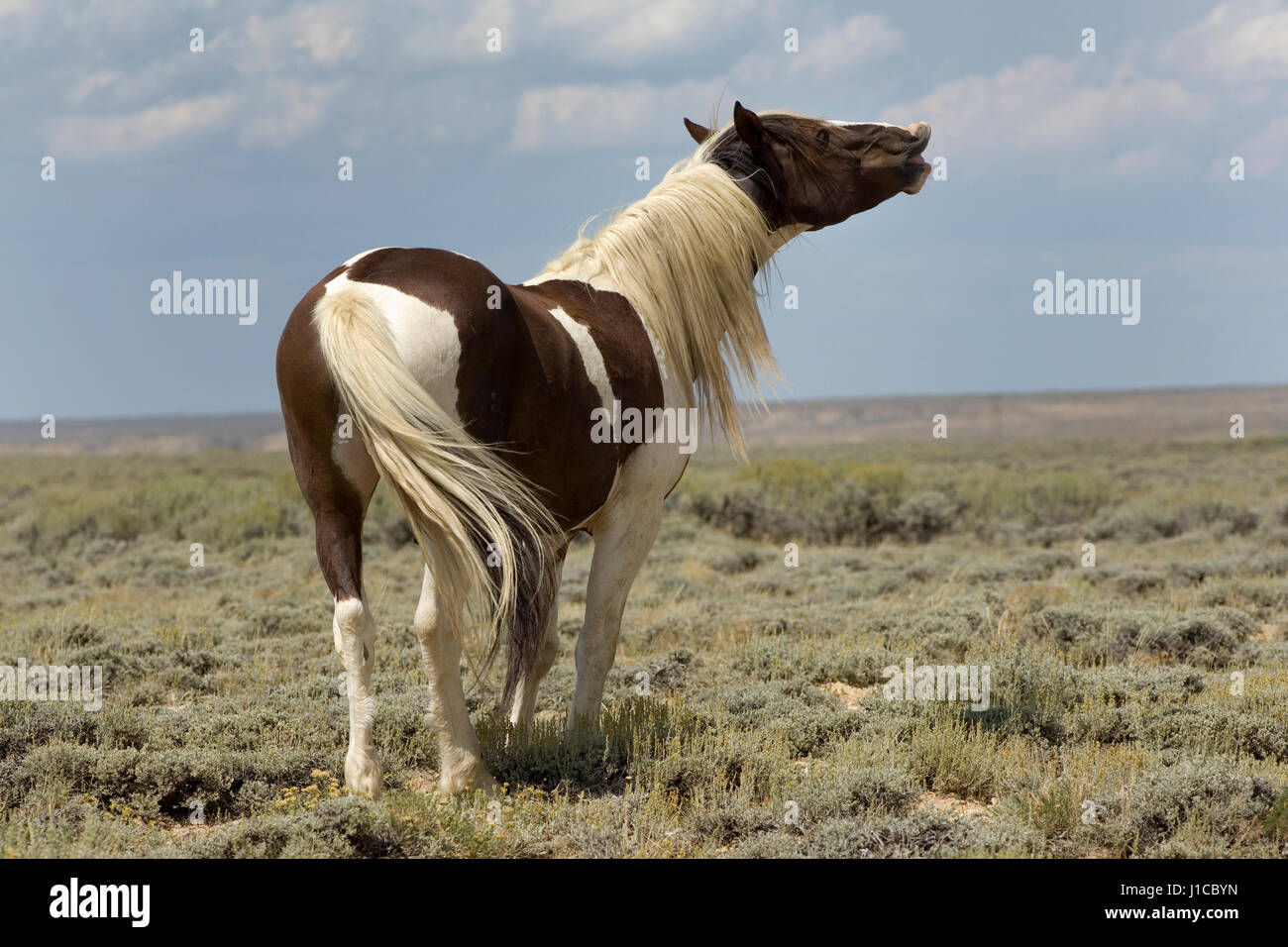 Mustang (Equus ferus caballus), Stallion, piebald flehming en la pradera, Wyoming, EE.UU. Foto de stock