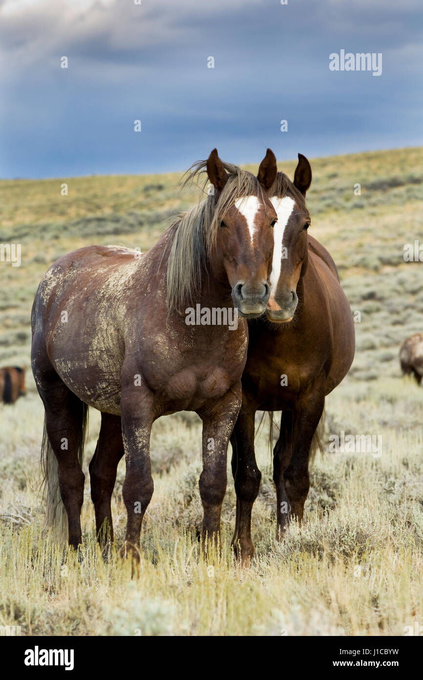 Mustangs (Equus ferus caballus), el semental y la yegua de pie en Prairie, Wyoming, EE.UU. Foto de stock