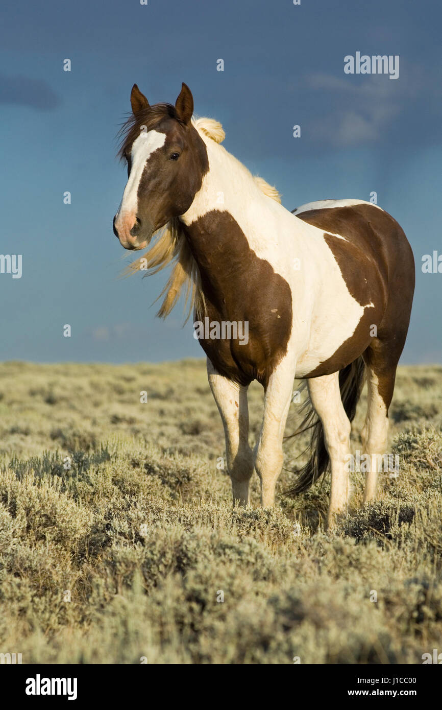 Mustang (Equus ferus caballus), Stallion, piebald parado en Prairie, Wyoming, EE.UU. Foto de stock