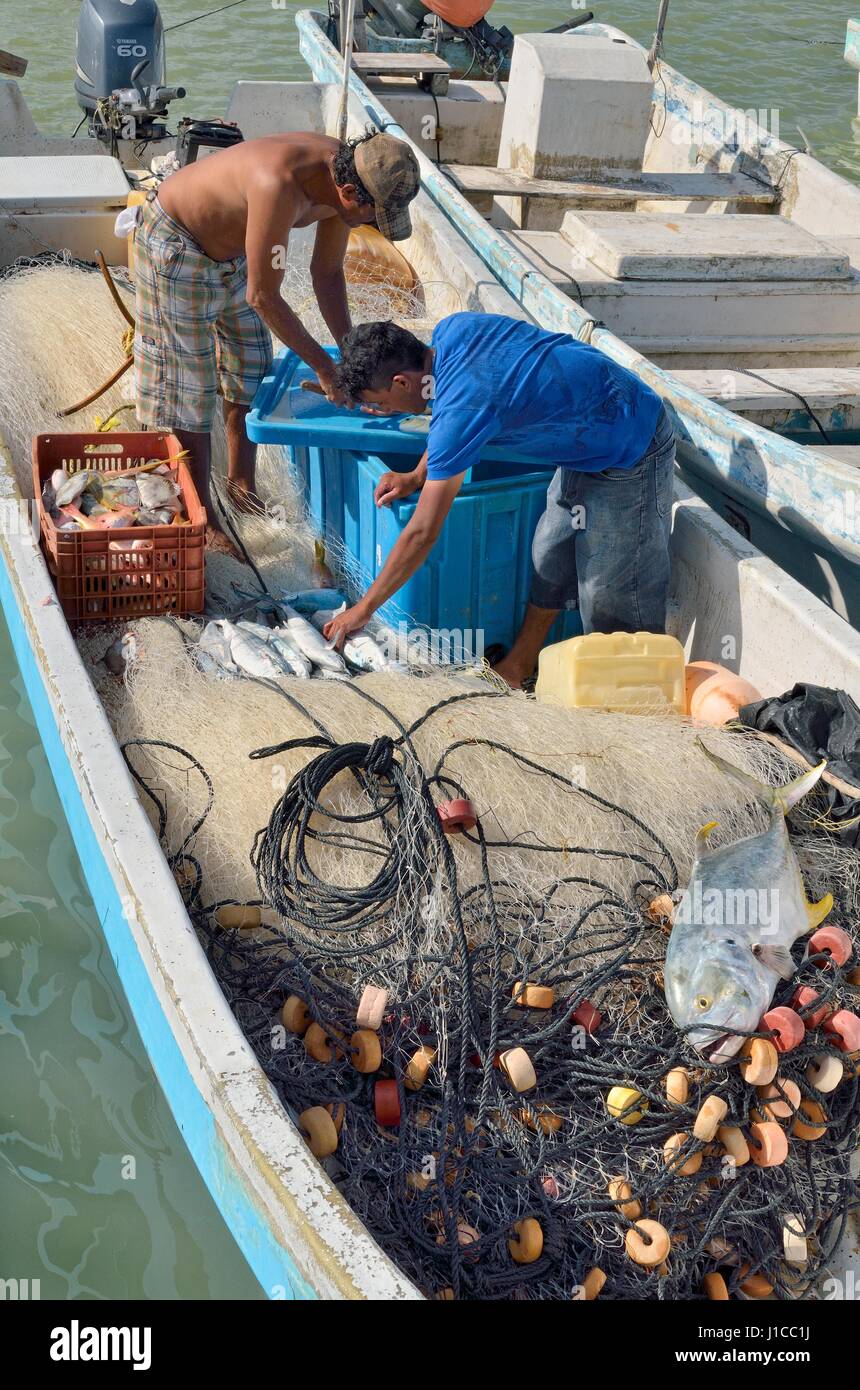 Clasificación de los pescadores con sus capturas en el barco, el puerto, el Cujo, Yukatan, México Foto de stock