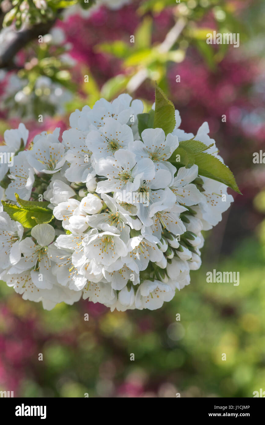 Prunus avium 'Sunburst'. La cereza dulce 'Sunburst' Flor Foto de stock