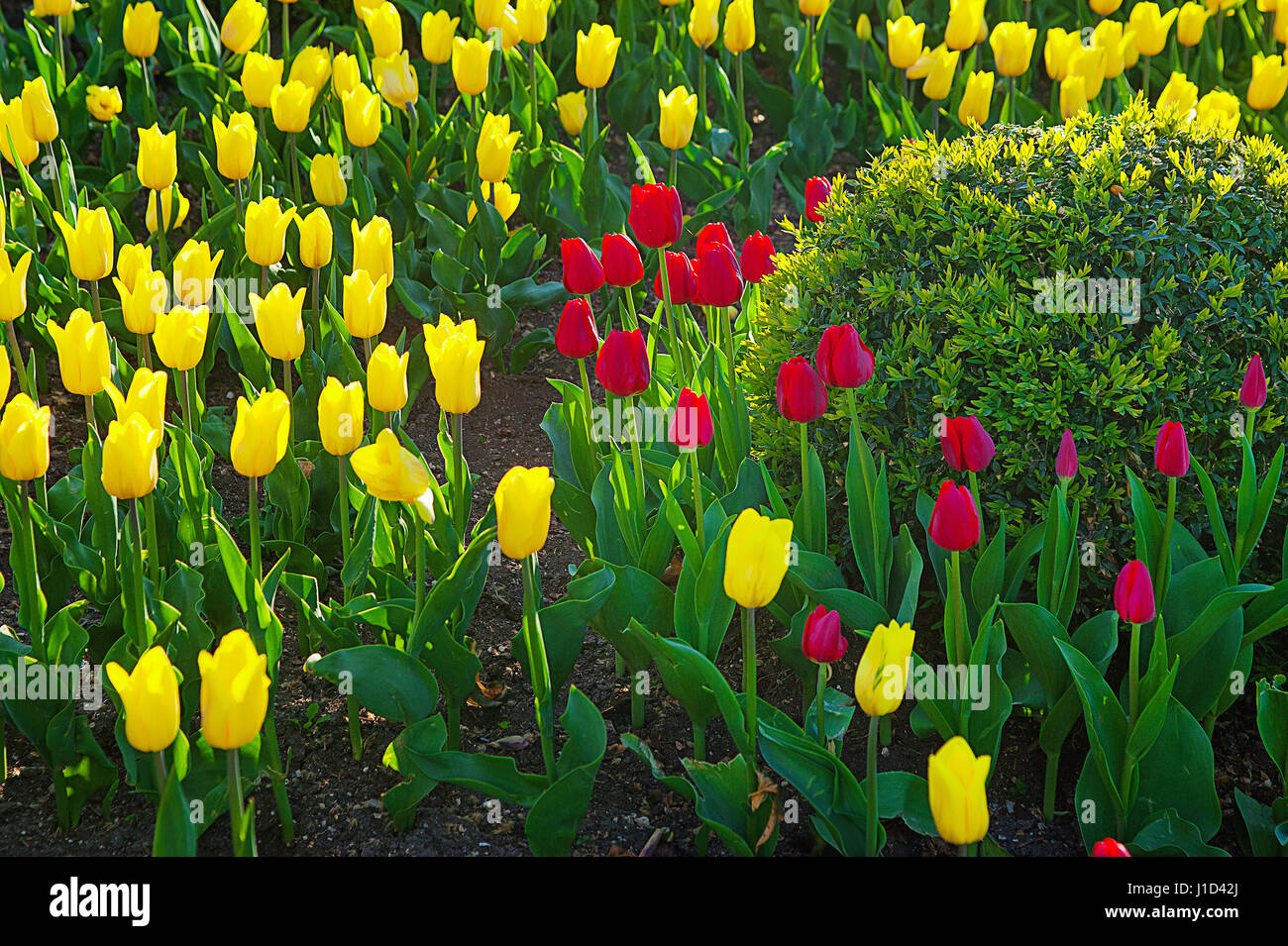 Tulipanes primavera frescos con el verde de fondo desenfocado Foto de stock