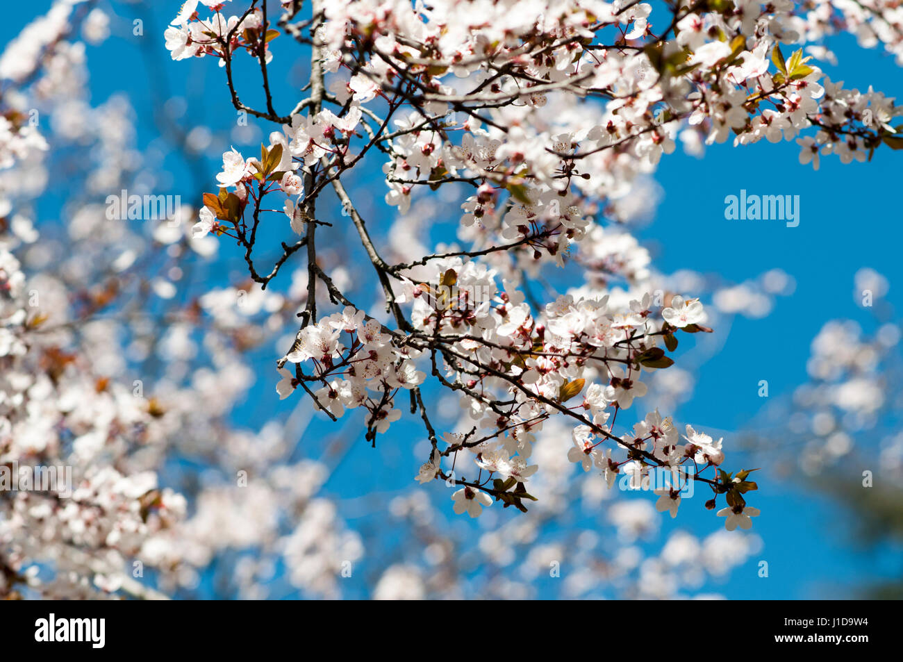 Blooming almendro sobre un fondo de cielo azul. Fotografiado en el Parque del Oeste, Madrid, España Foto de stock