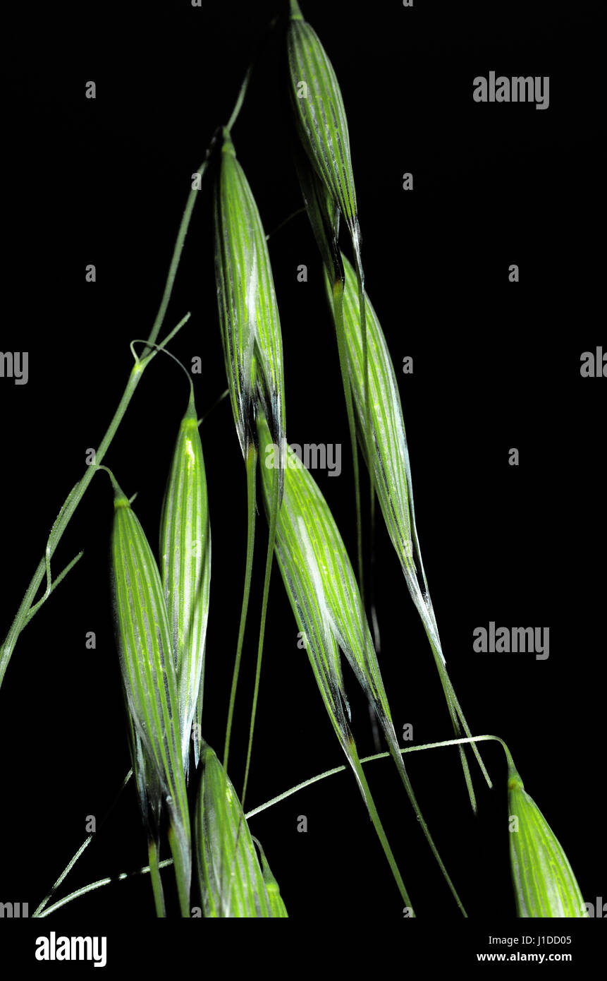 Avenilla (Avena fatua) Foto de stock