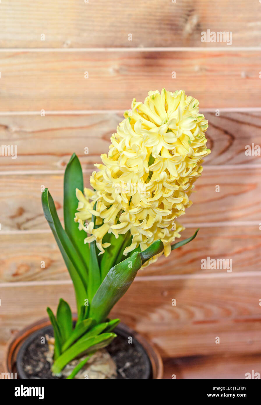 Amarillo Hyacinthus orientalis jardín flores jacinto lámpara, fondo de madera Fotografía de stock - Alamy Amarillo Hyacinthus orientalis jardín flores jacinto lámpara, fondo de madera Fotografía de stock - Alamy