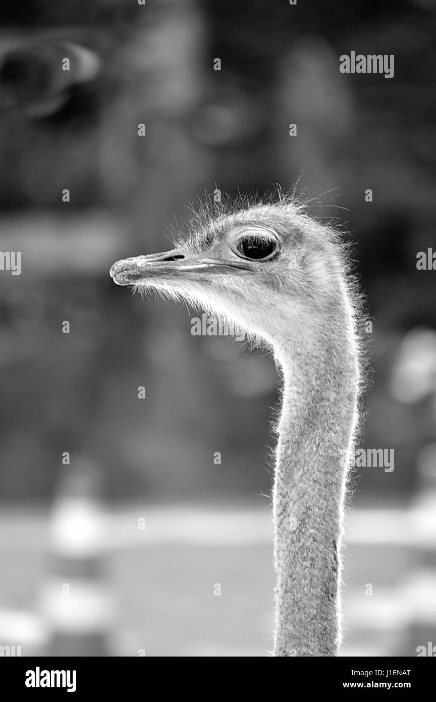 La cabeza del avestruz aislado sobre un fondo borroso en una fotografía en blanco y negro. Foto de stock