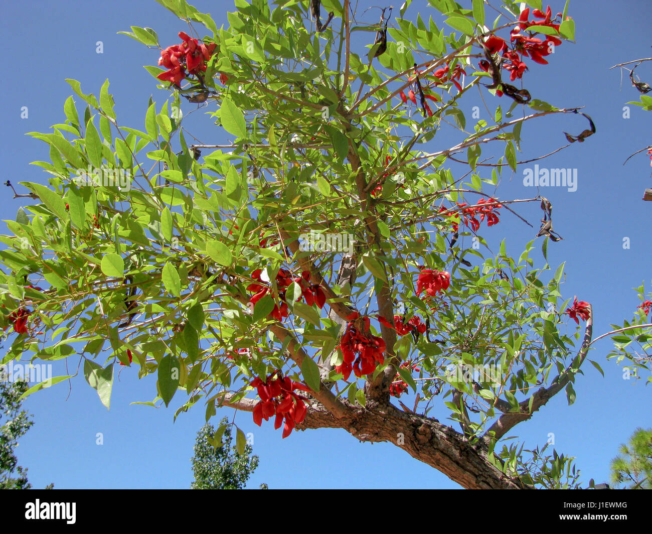 árbol ceibo fotografías e imágenes de alta resolución - Alamy