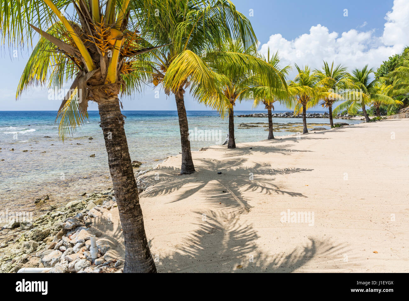 Una línea curva de cocoteros en la hermosa playa de arena y arrecifes de coral en el faro en el extremo oeste de Roatán, Honduras. Foto de stock
