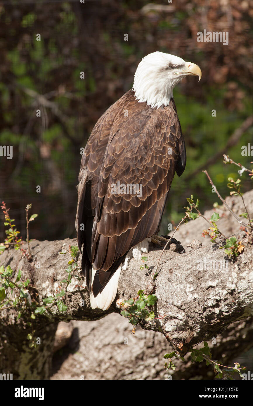 Herido el águila calva, Zoológico de Santa Bárbara, Santa Bárbara, California Foto de stock