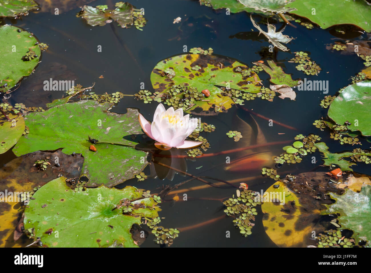 Rosa nenúfar flotando en un estanque. Nymphaea Marliacena carnea Foto de stock