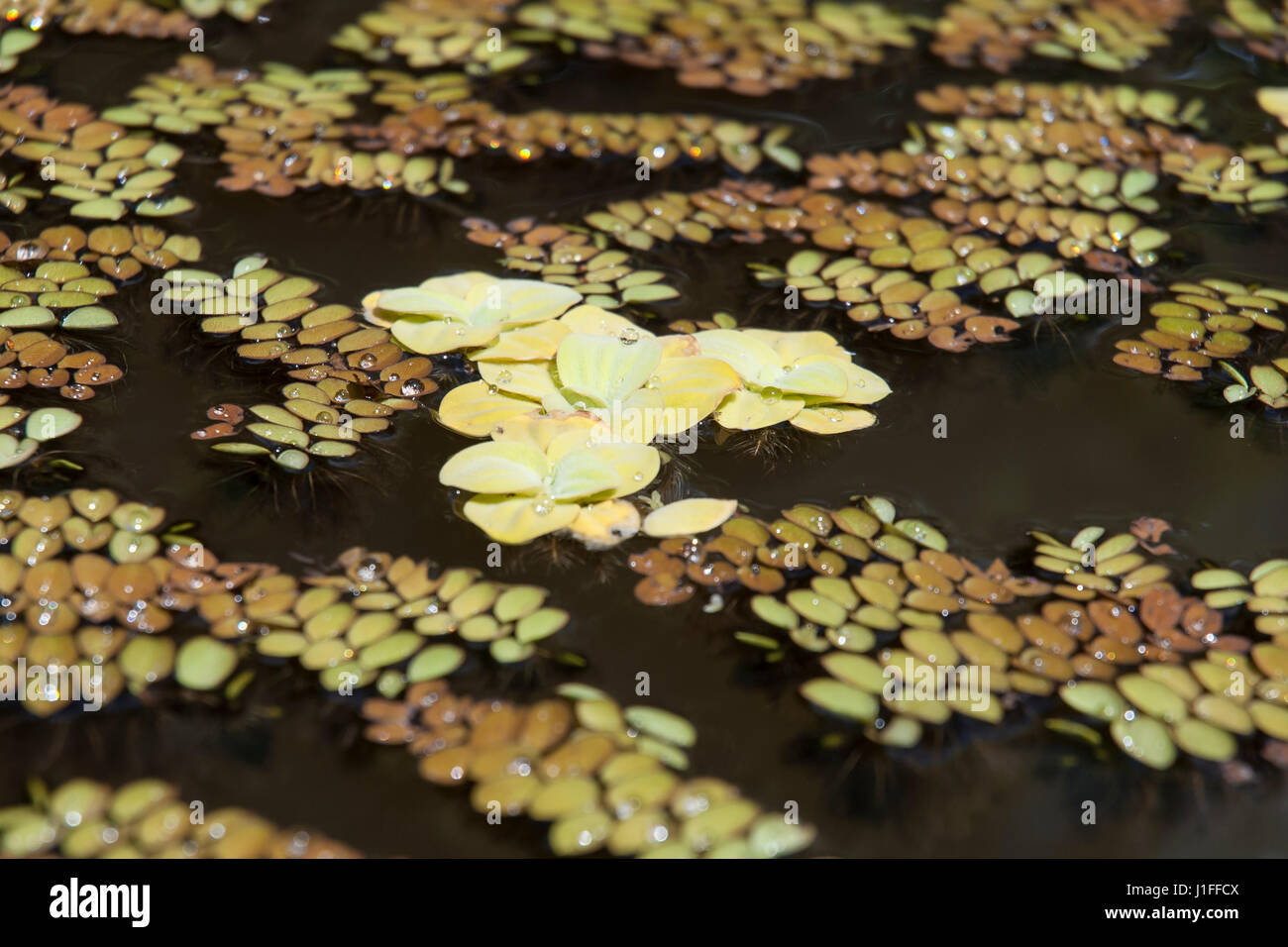 La lechuga de agua amarillenta o de agua (Pistia stratiotes) cabagge flotando en un estanque Foto de stock