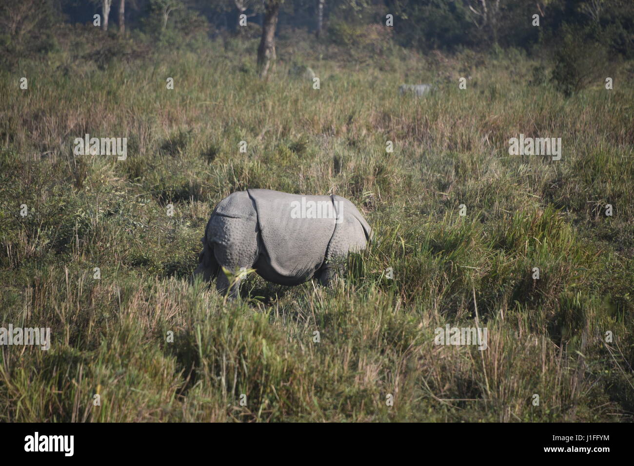 Tres rinoceronte indio en Kaziranga national parl, india. El Parque Nacional Kaziranga tiene tres cuernos hieghest número de rinocerontes en el mundo Foto de stock