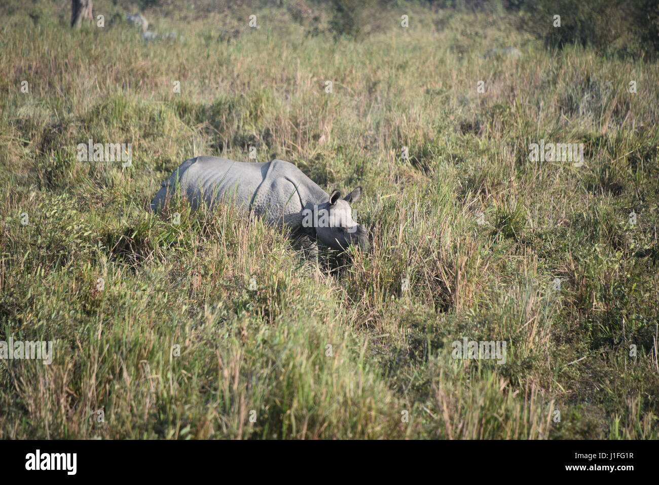 Tres rinoceronte indio en Kaziranga national parl, india. El Parque Nacional Kaziranga tiene tres cuernos hieghest número de rinocerontes en el mundo Foto de stock