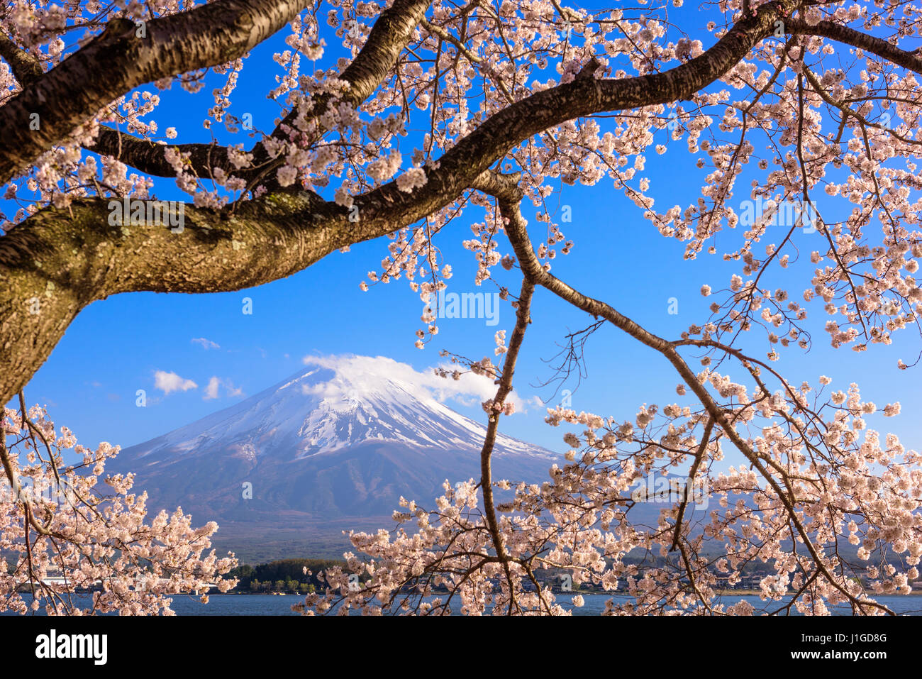 Lago Kawaguchi, Japón en Mt. Fuji con cerezos en flor en primavera. Foto de stock