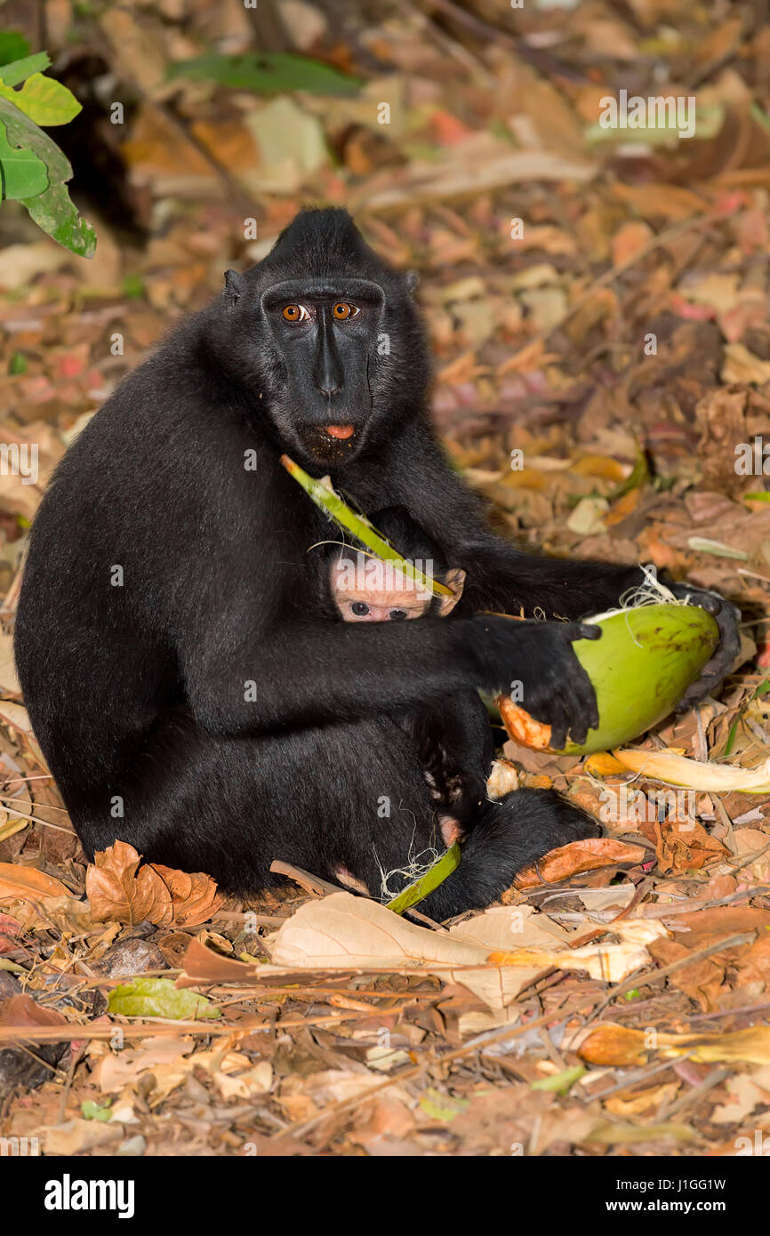 Bebé con la madre, endémica del mono macaco crestado de Célebes conocido como mono negro en árbol en la selva, Tangkoko Reserva Natural el norte Sulawe Fotografía de stock - Alamy
