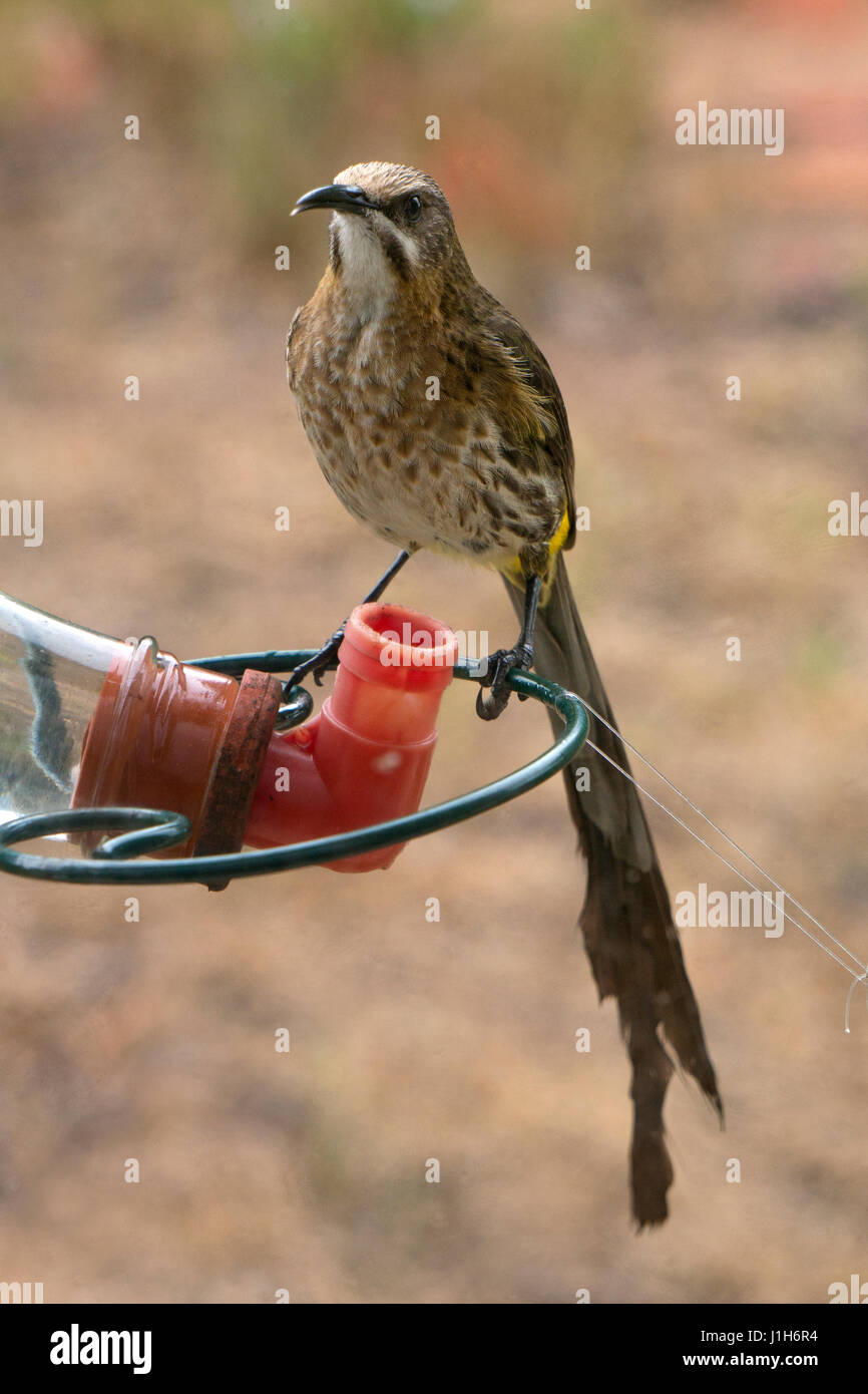 Pájaro sobre el alimentador de azúcar , Sudáfrica. Foto de stock