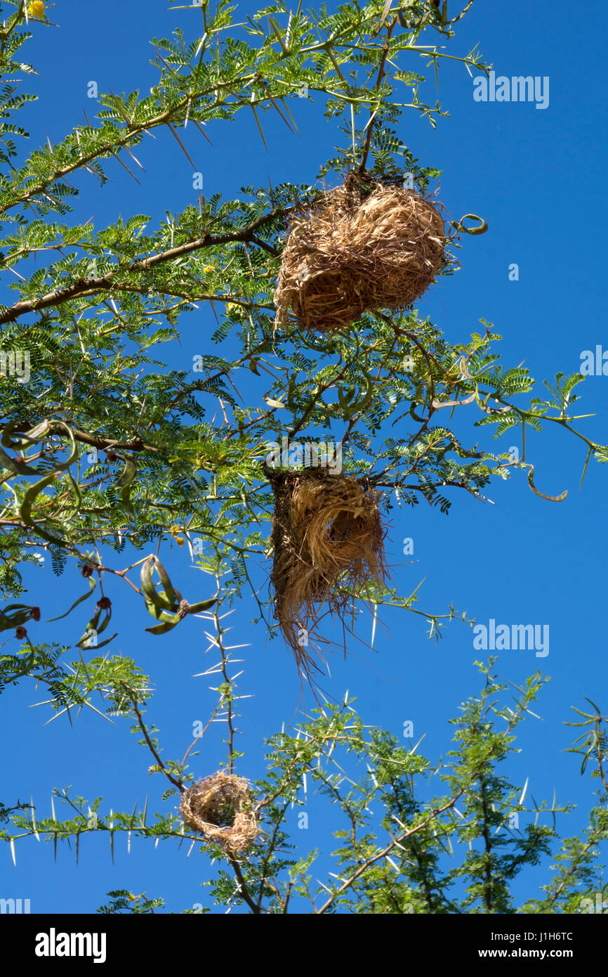Weaver Nido de Pájaro en el Árbol , Sudáfrica. Foto de stock
