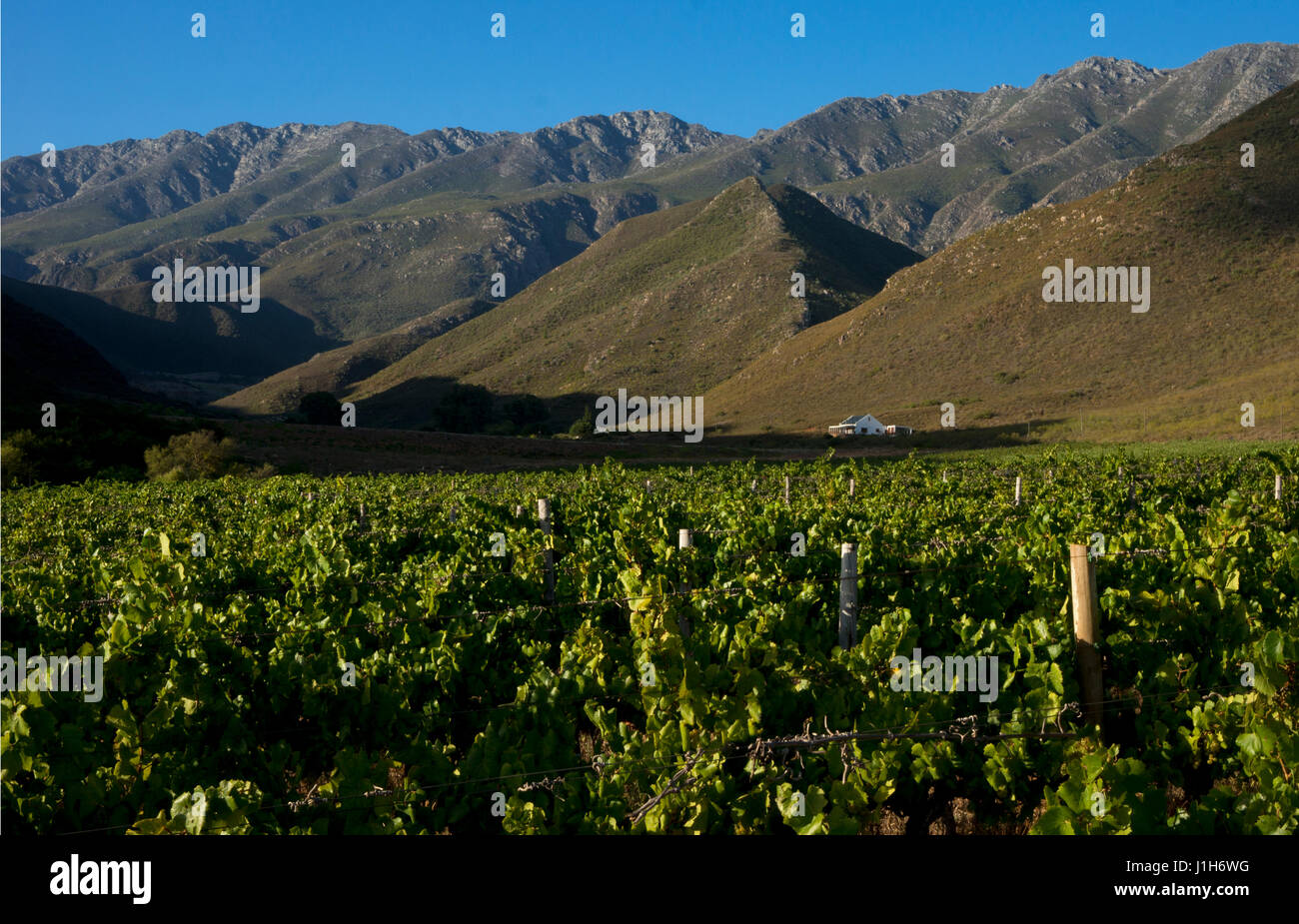 Área de vinos, viñedos y colinas alrededor de Robinson, Sudáfrica Foto de stock