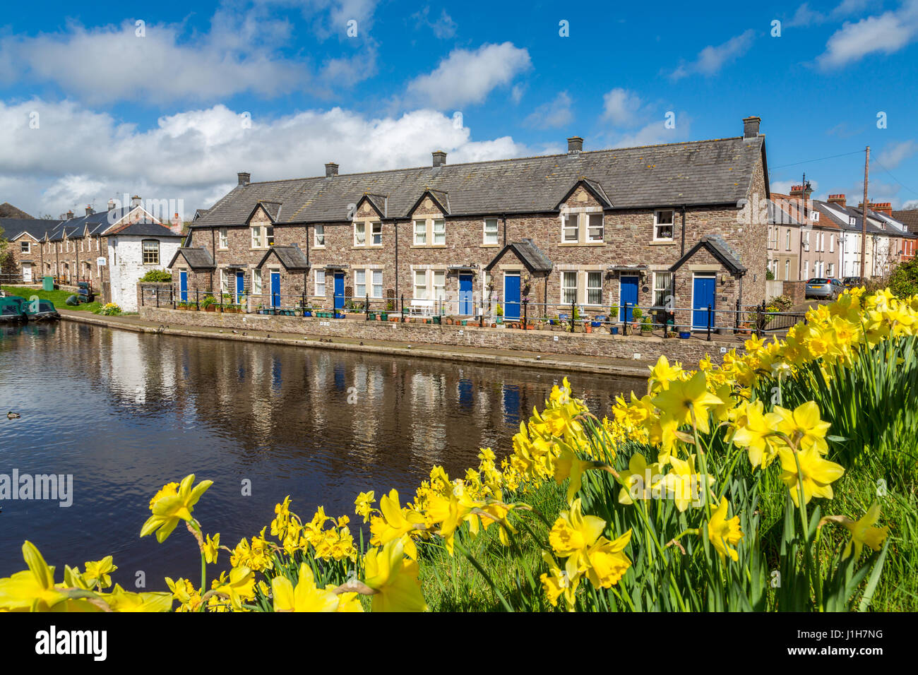 La parte restaurada de la cuenca de Brecon del Monmouthshire y el canal de Brecon con con narcisos de color amarillo brillante el Parque Nacional Brecon Breacons South Wales UK Foto de stock