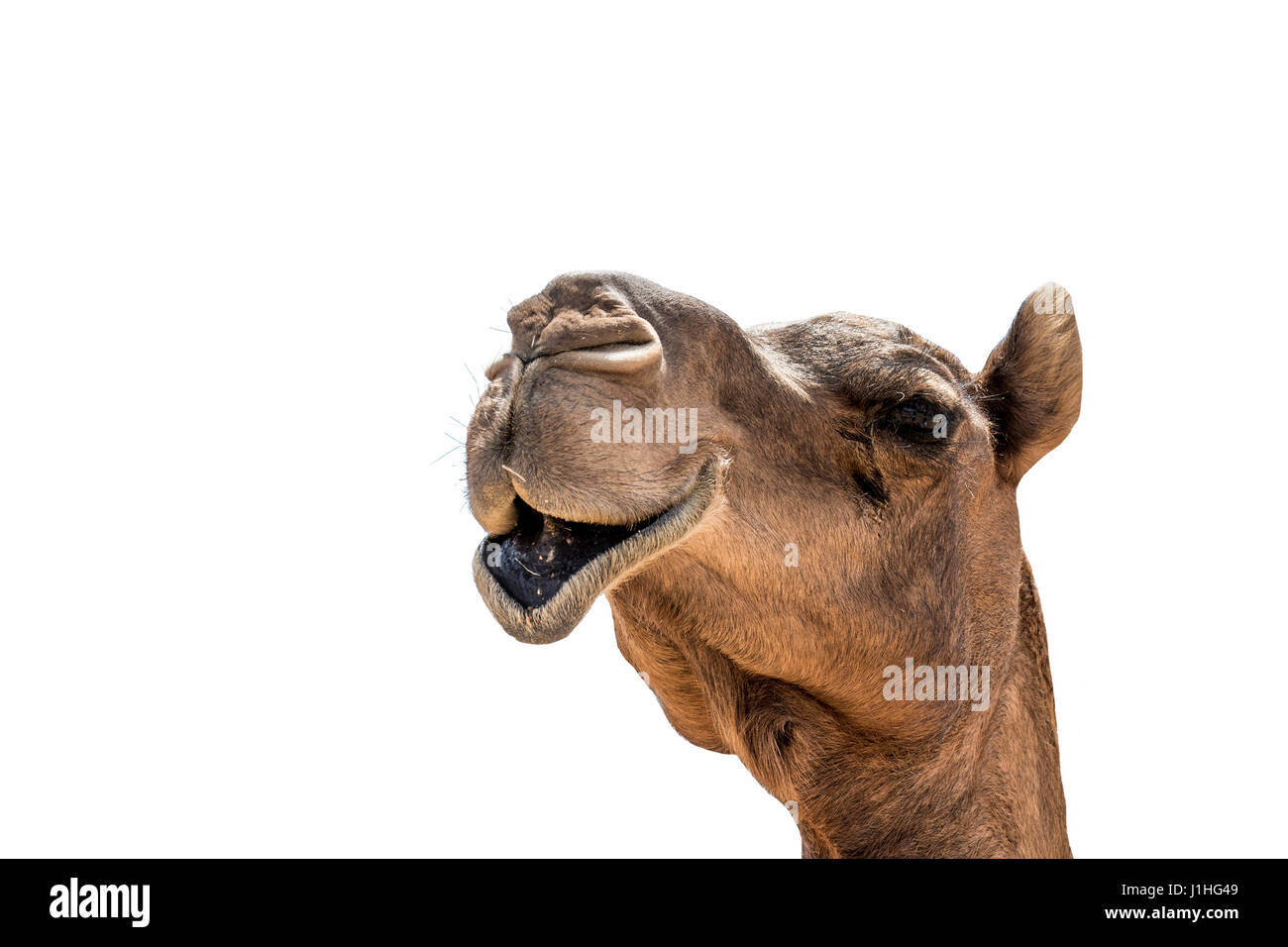 Gracioso buscando camello sonriente aislado en un fondo blanco de Omán Foto de stock