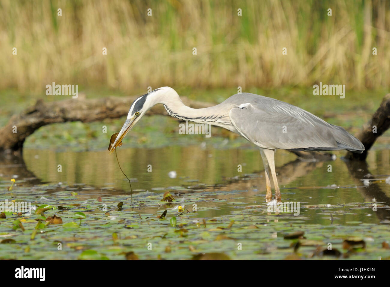 Garza real (Ardea herodias) peces que cazan en el agua, el Parque nacional Hortobagy, Hungría. Foto de stock