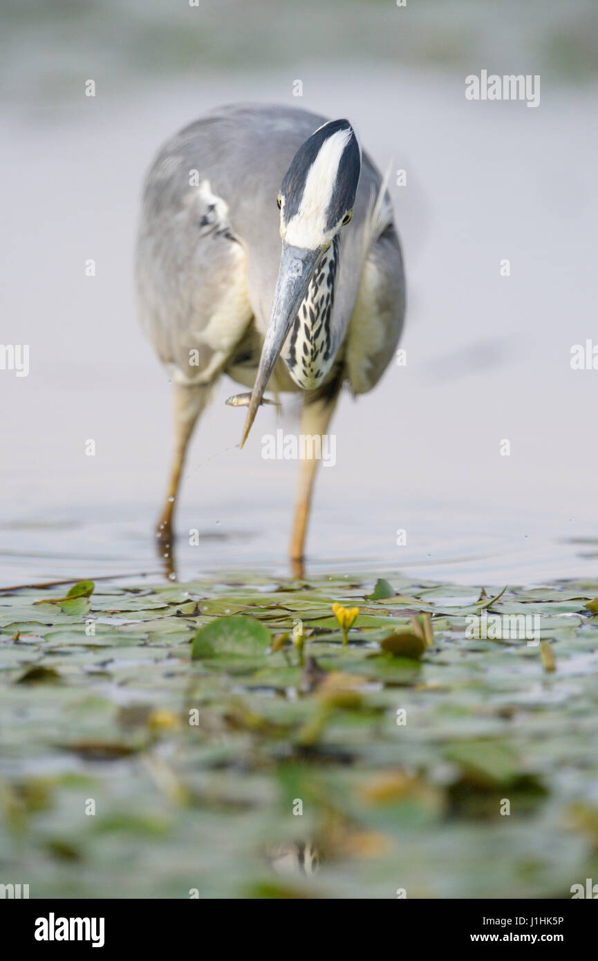 Garza real (Ardea herodias) con pescado capturado en el agua, el Parque nacional Hortobagy, Hungría. Foto de stock