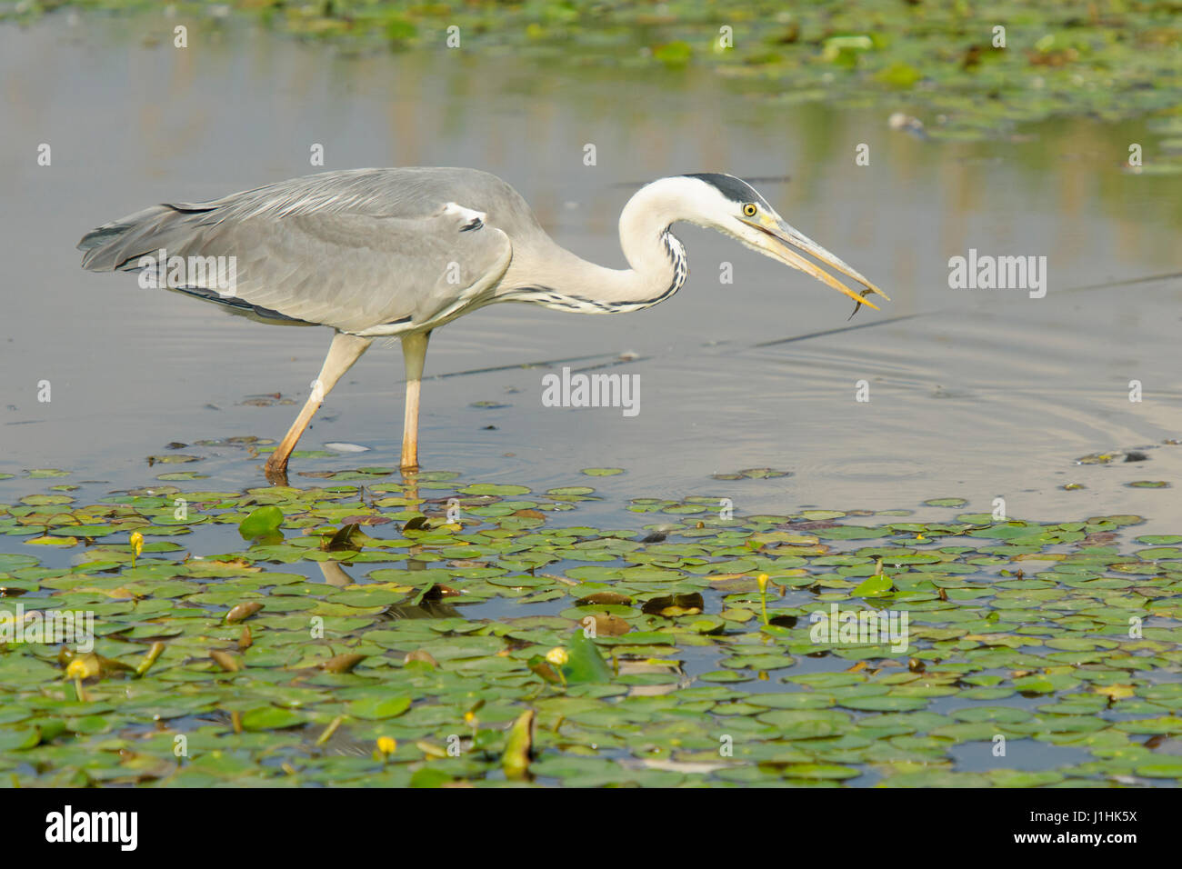 Garza real (Ardea herodias) peces que cazan en el agua, el Parque nacional Hortobagy, Hungría. Foto de stock