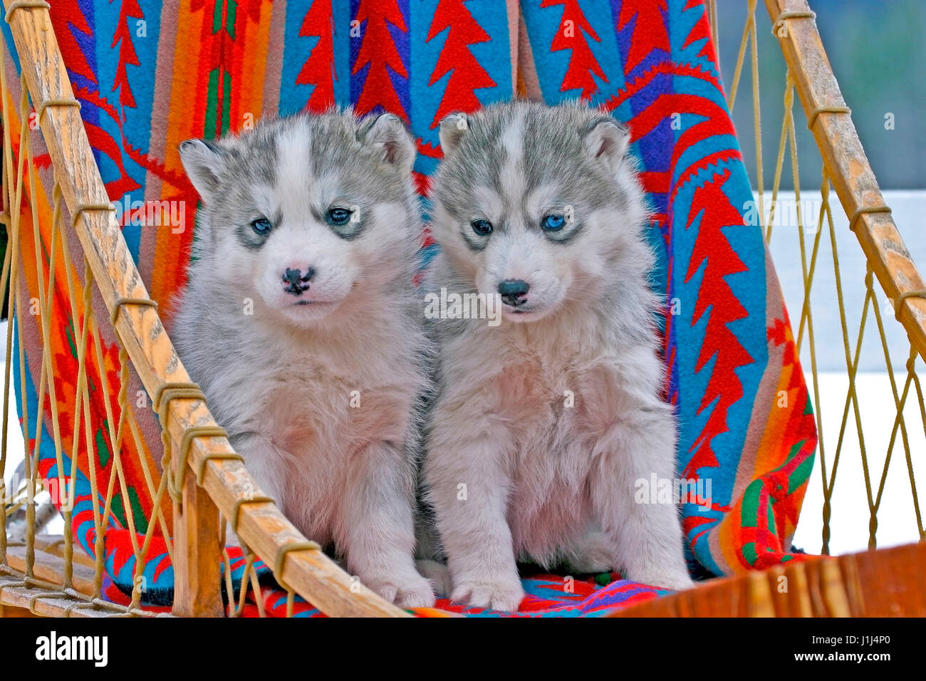 Dos a seis semanas de edad, Husky Siberiano cachorros sentados juntos en trineos de perros Foto de stock