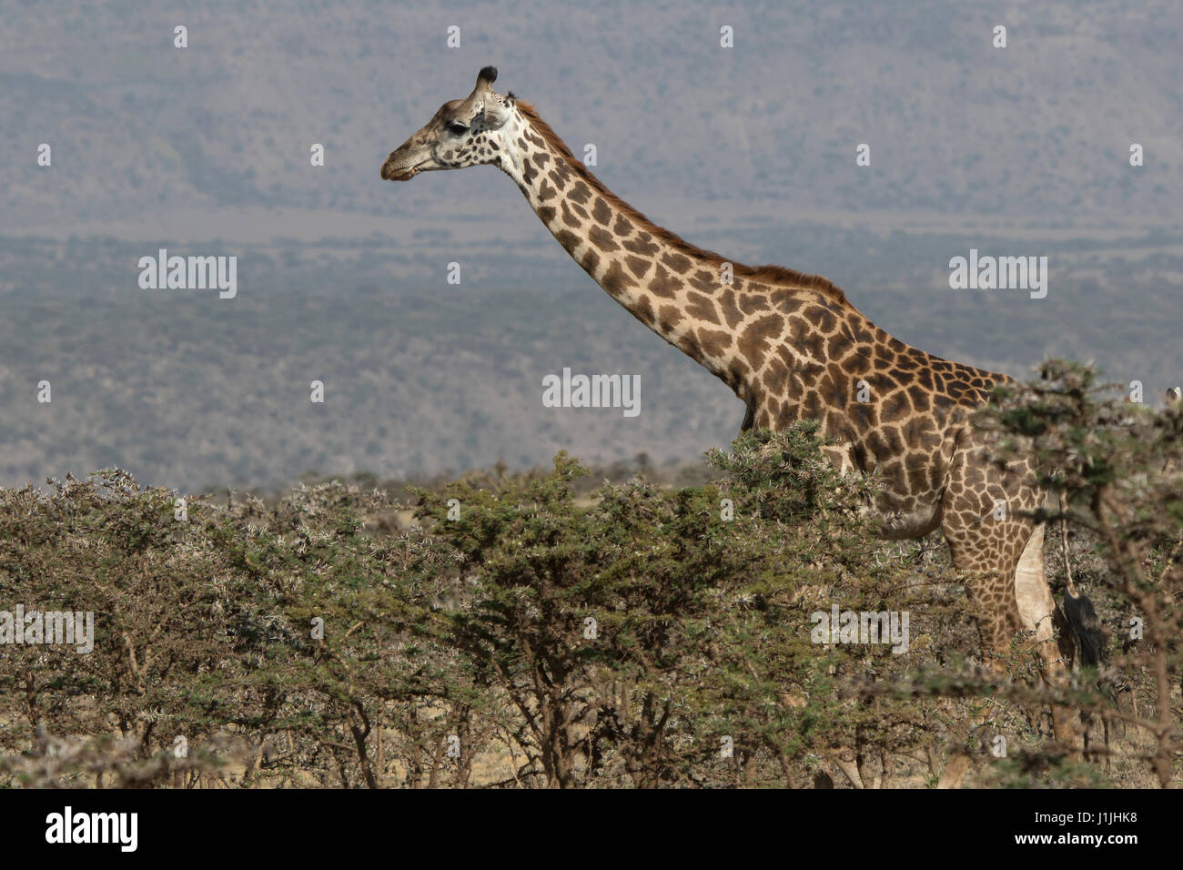 Jirafa que camina entre los pequeños árboles de acacia en la sabana Foto de stock