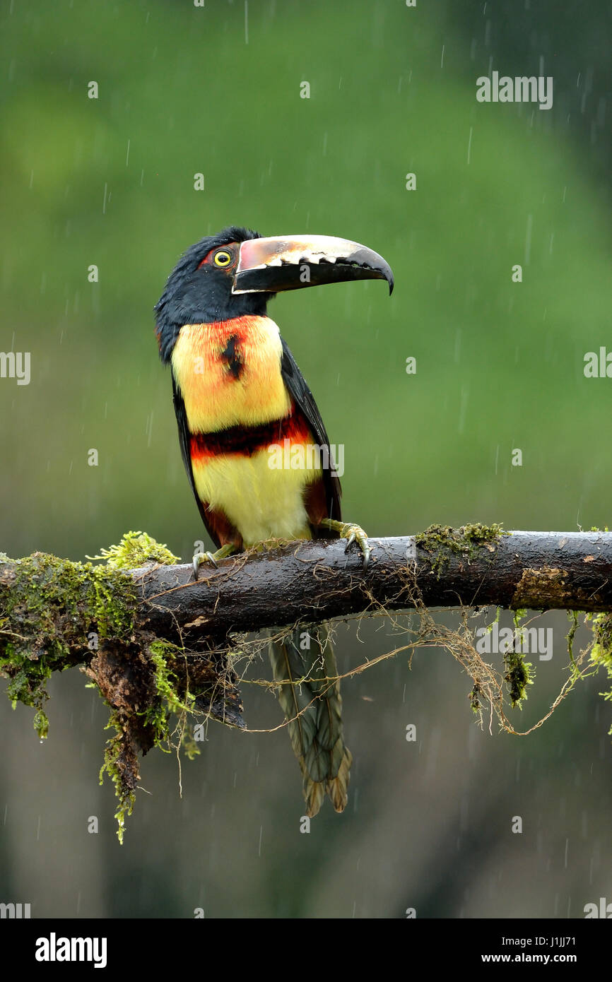 Collared Aracari en el bosque tropical lluvioso Foto de stock
