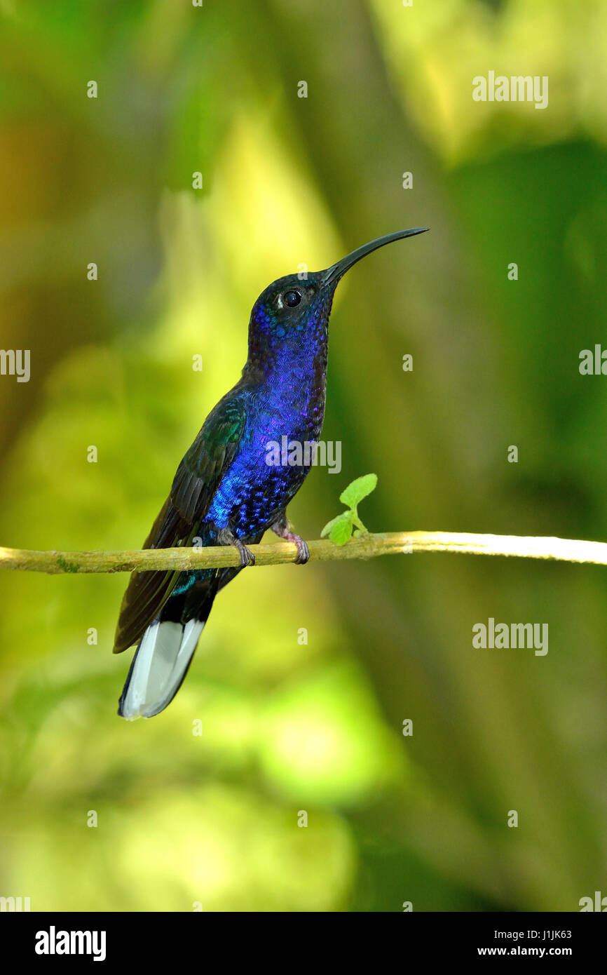 Violet Sabrewing en el bosque nuboso de Costa Rica Foto de stock